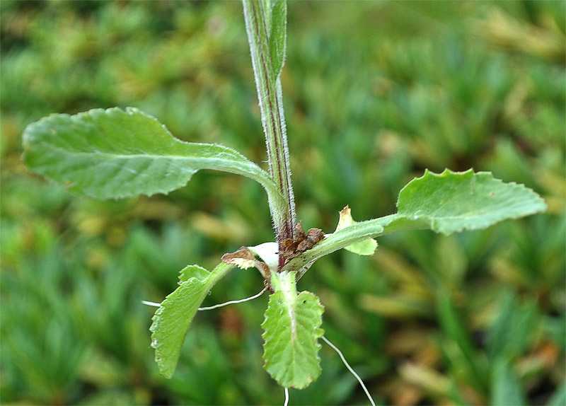 Изображение особи Tephroseris caucasigena.