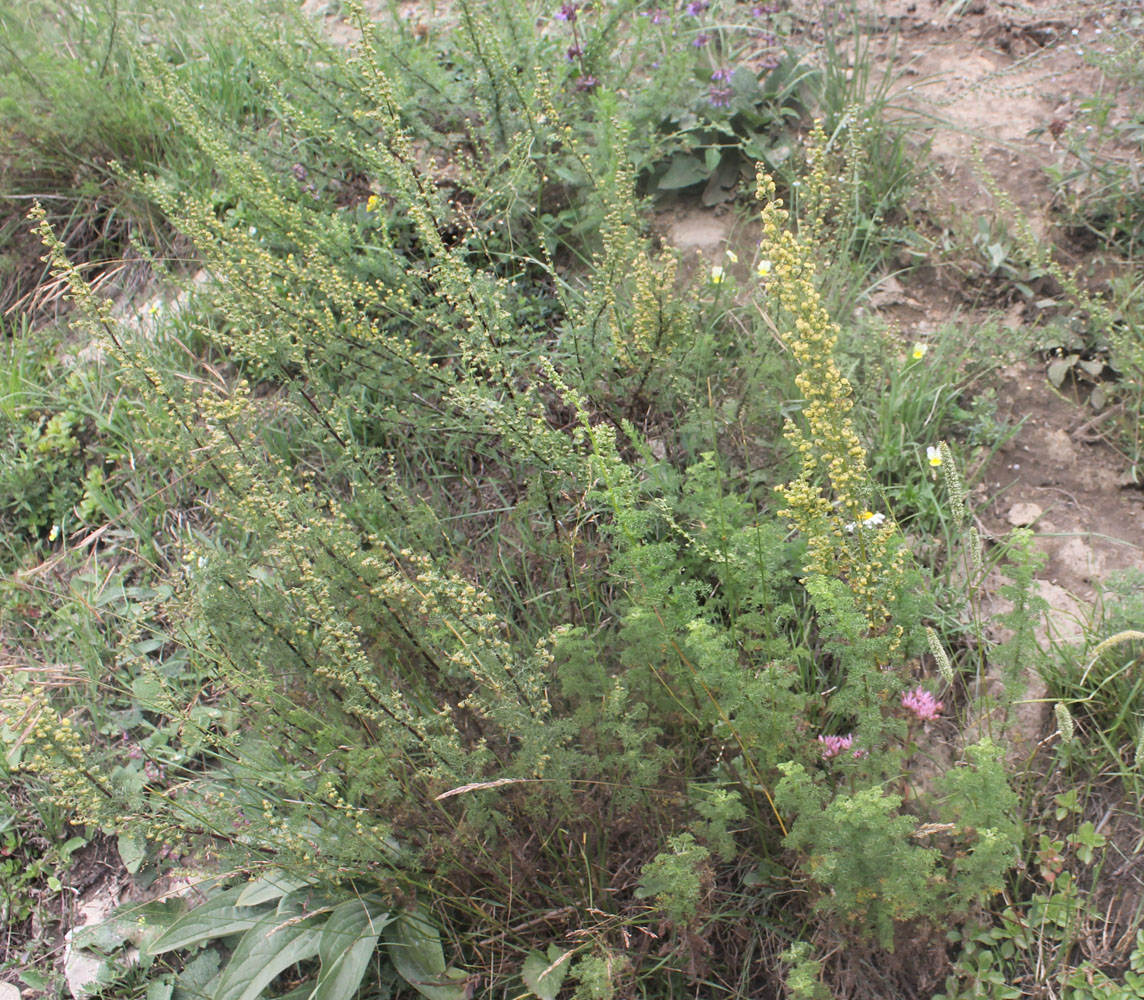 Image of genus Artemisia specimen.