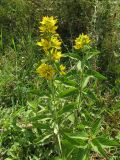 Lysimachia verticillaris. Верхушка цветущего растения. Краснодарский край, окр. г. Крымск, дубово-буковый лес, обочина горно-лесной дороги. 18.08.2013.