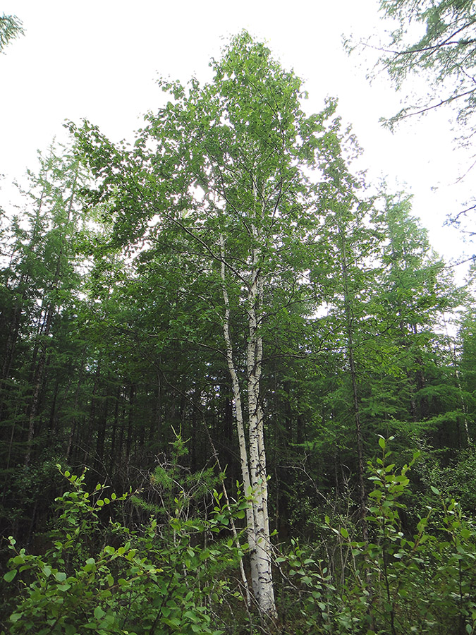 Image of Betula platyphylla specimen.