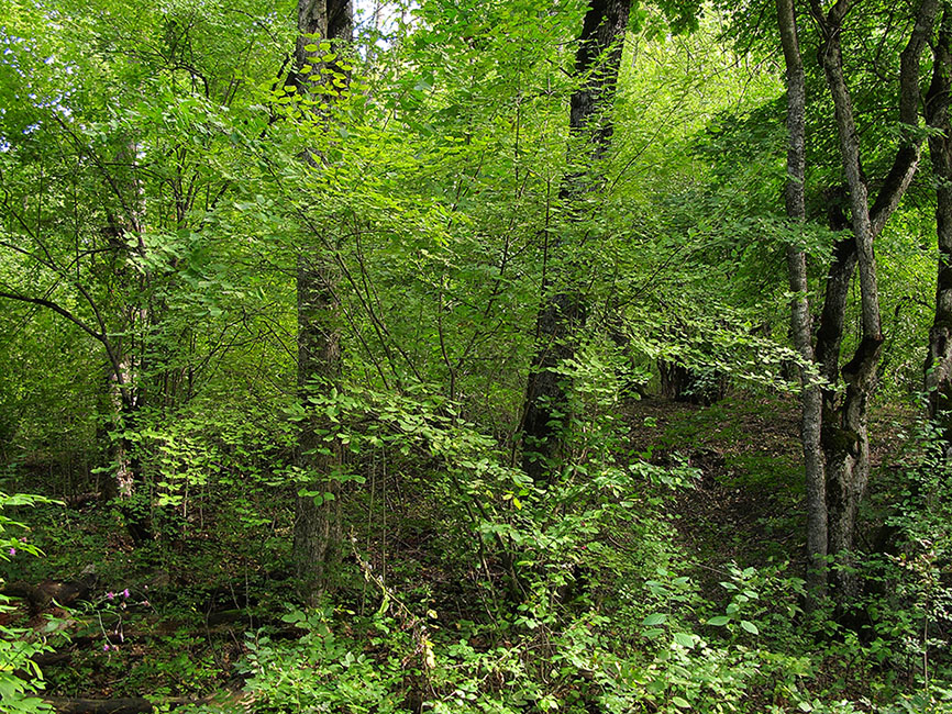 Image of Euonymus europaeus specimen.