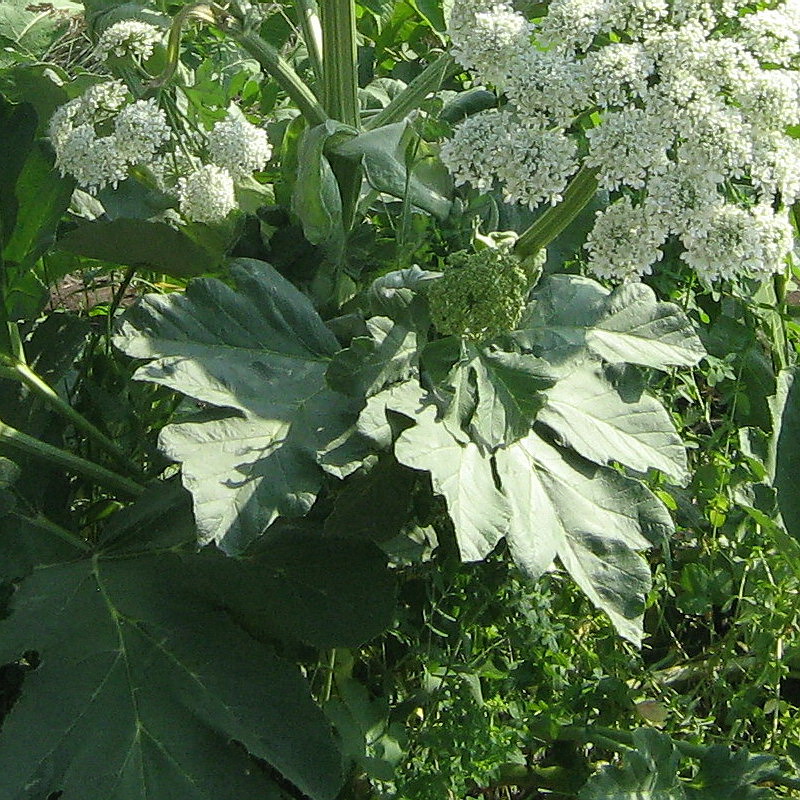 Image of Heracleum stevenii specimen.