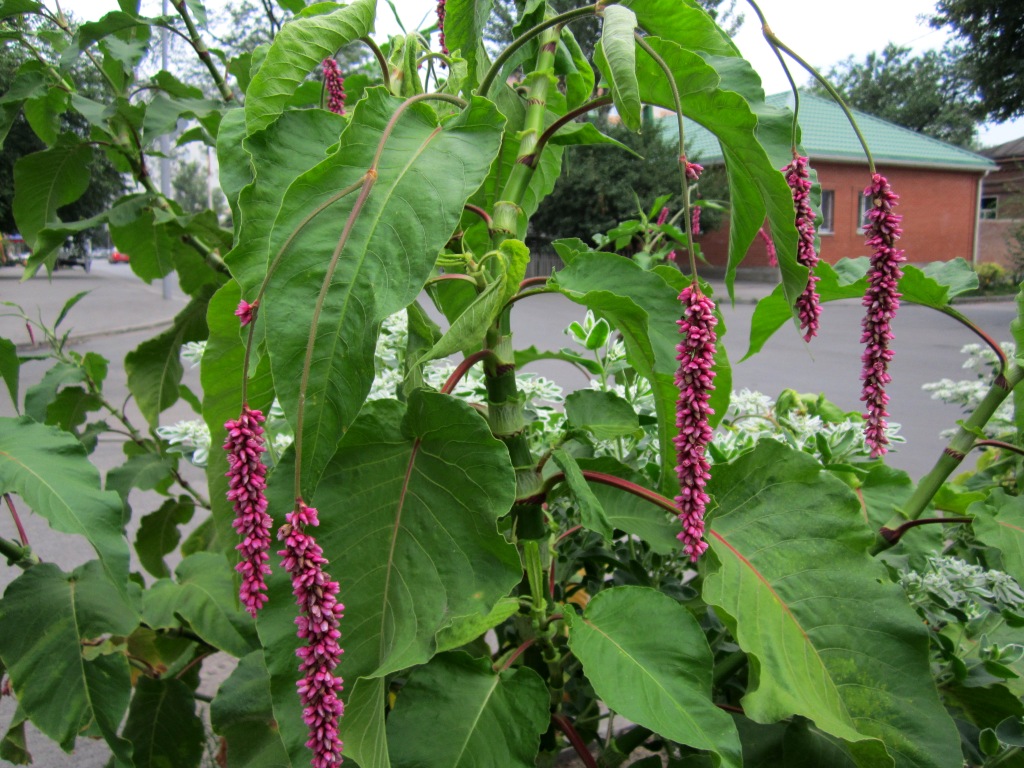 Image of Persicaria orientalis specimen.