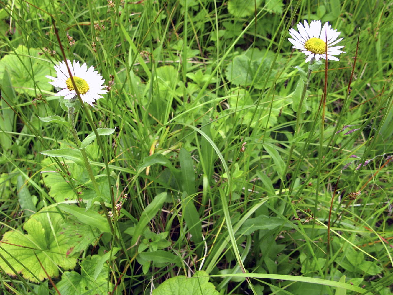 Изображение особи Erigeron peregrinus.