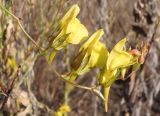 Linaria genistifolia. Цветки и бутоны. Украина, г. Запорожье, край балки возле с. Малышевка. 09.10.2013.