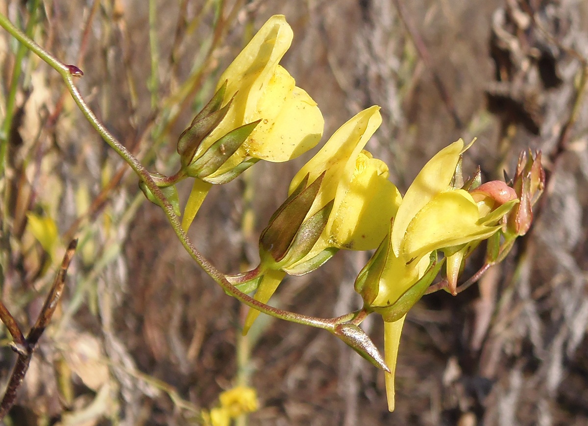 Image of Linaria genistifolia specimen.