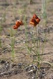 Carex physodes. Плодоносящие растения. Южный Казахстан, восточная граница пустыни Кызылкум. 06.05.2013.