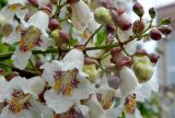 Catalpa bignonioides. Соцветие в каплях дождя. Крым, г. Керчь, городское озеленение. Июнь 2010 г.