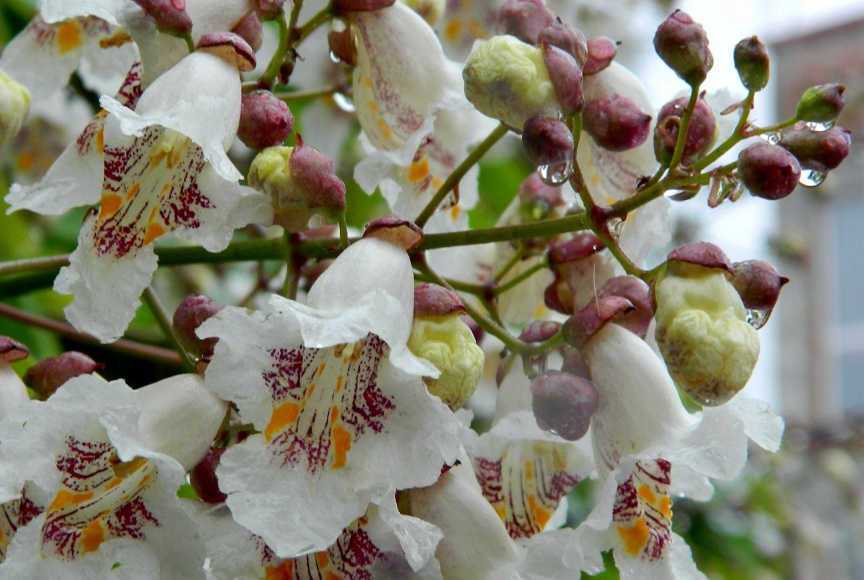 Изображение особи Catalpa bignonioides.