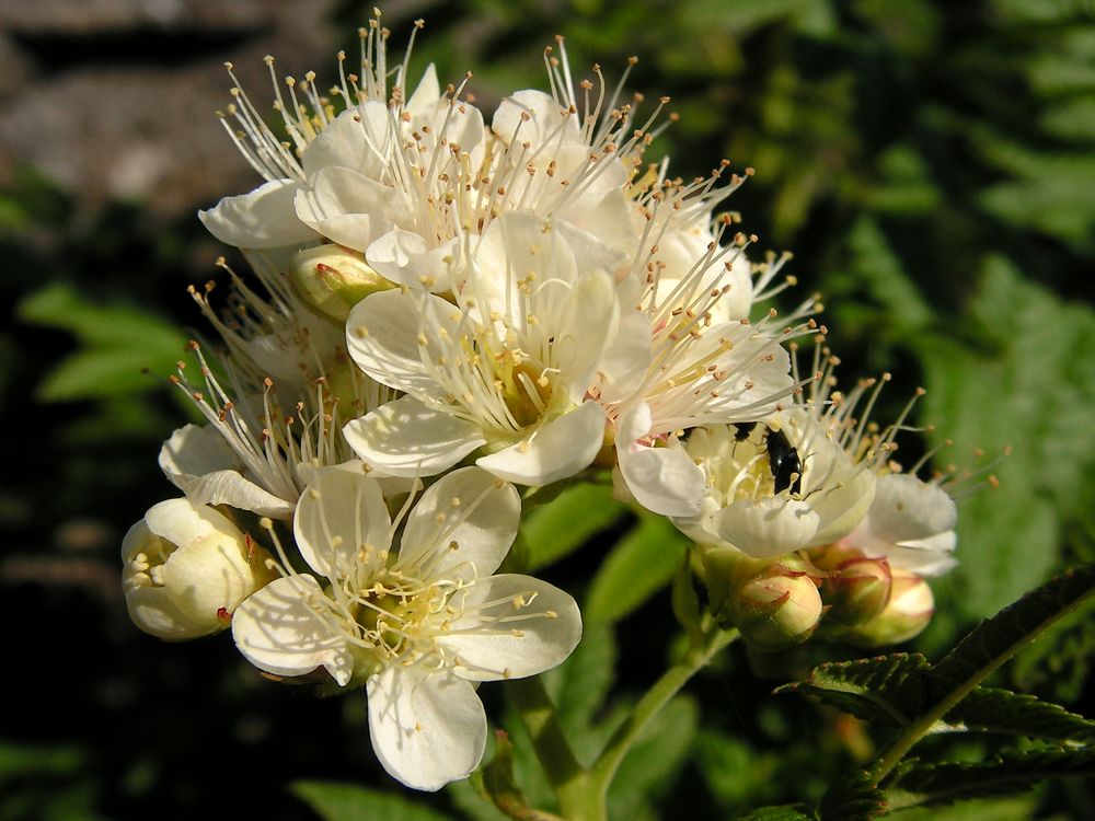 Image of Sorbaria grandiflora specimen.