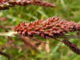 Echinochloa crus-galli. Часть соплодия. Приморский край, Спасский р-н, окр. с. Хвалынка, сорное на сельскохозяйственных угодьях. 07.09.2013.