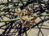 Ephedra strobilacea