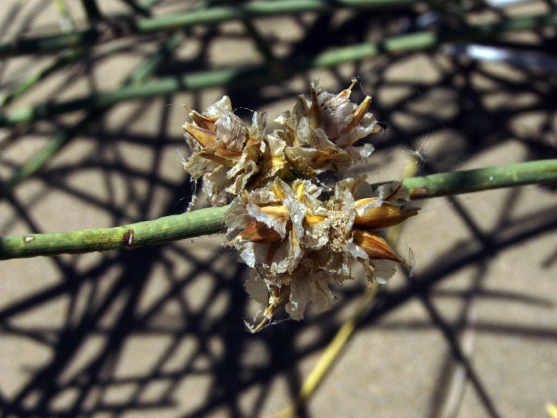 Image of Ephedra strobilacea specimen.