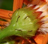 Image of taxon representative. Author is Татьяна Мальчинская