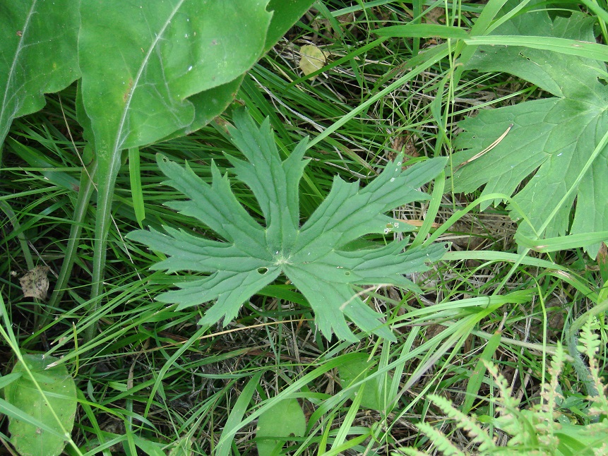 Изображение особи Delphinium crassifolium.