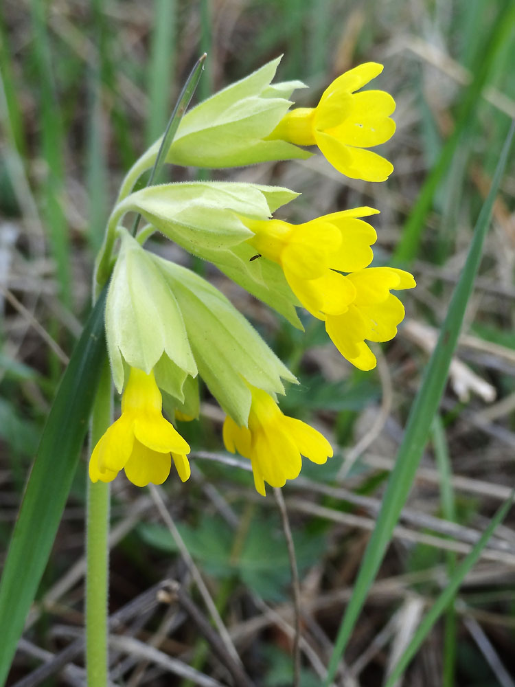 Image of Primula macrocalyx specimen.