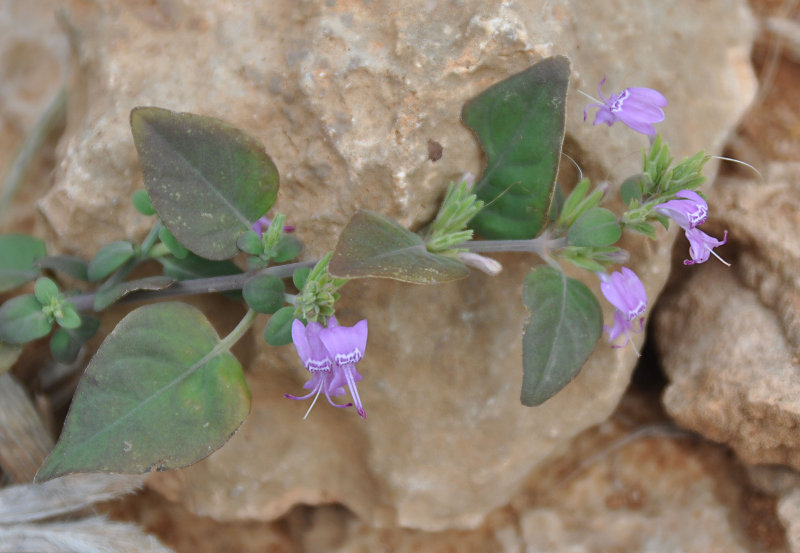 Image of Hypoestes pubescens specimen.