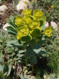 Euphorbia goldei