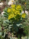 Euphorbia goldei. Цветущее растение. Крым, Ялтинский горно-лесной природный заповедник, Ай-Петри. 23.05.2013.