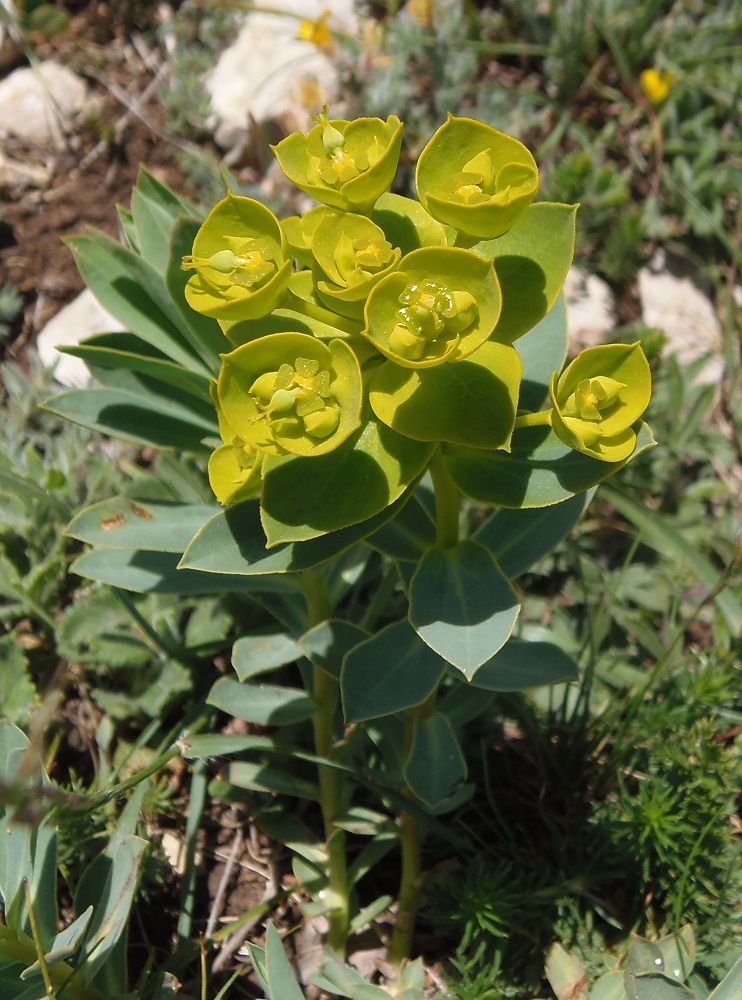 Изображение особи Euphorbia goldei.