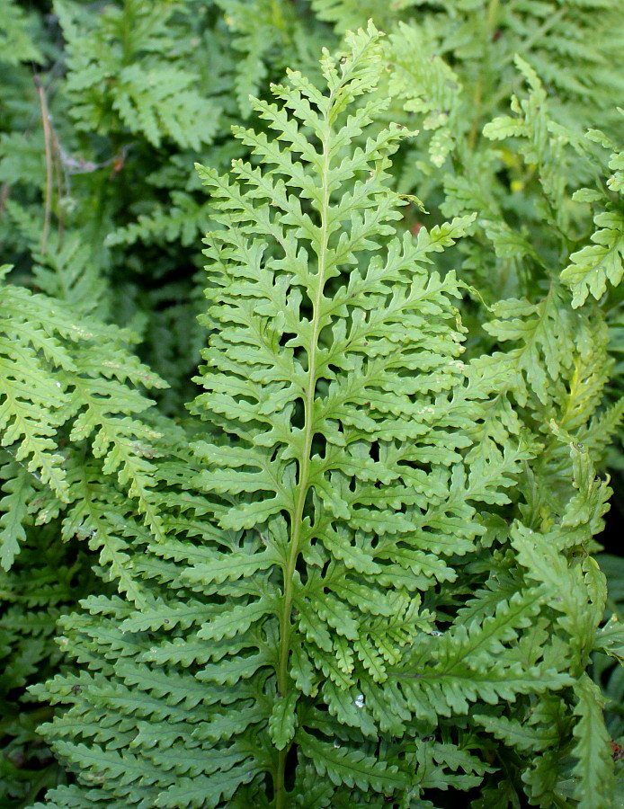 Image of Polypodium interjectum specimen.