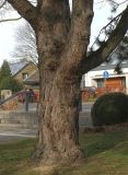 Pinus nigra. Нижняя часть ствола и основания скелетных ветвей взрослого дерева. Германия, г. Кемпен, в парке. 23.02.2014.