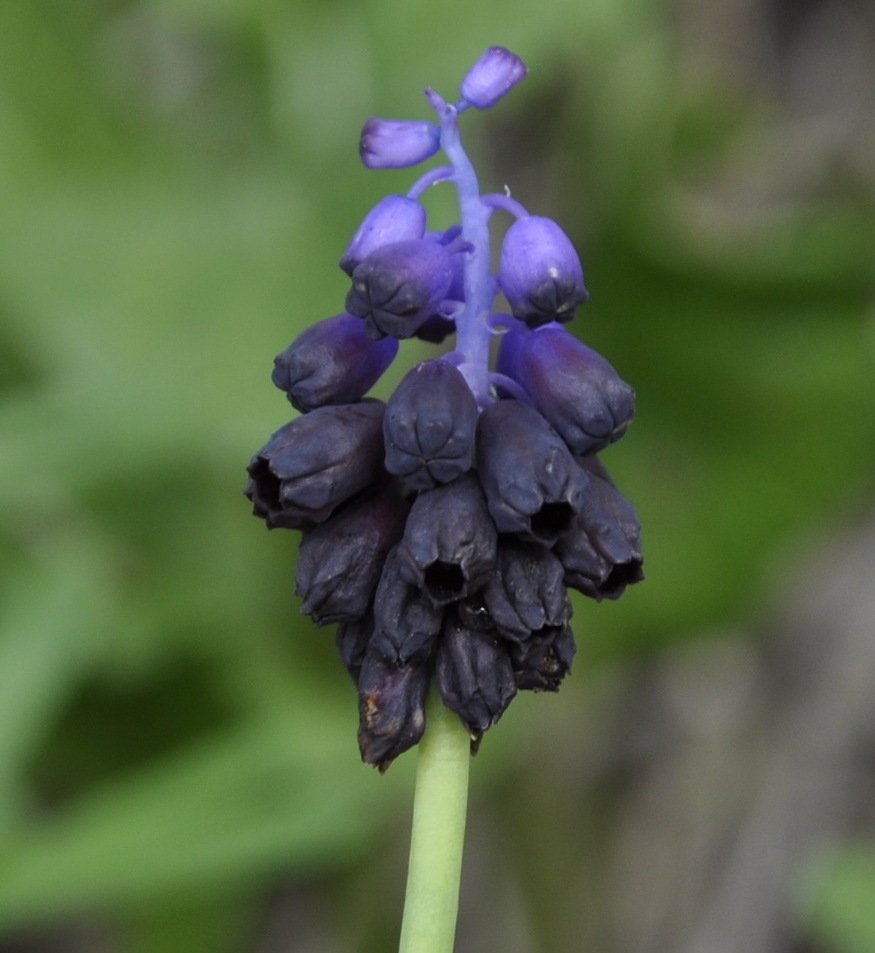 Image of Muscari commutatum specimen.