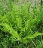 Athyrium filix-femina