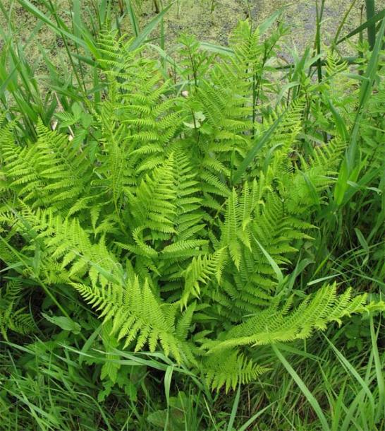 Изображение особи Athyrium filix-femina.