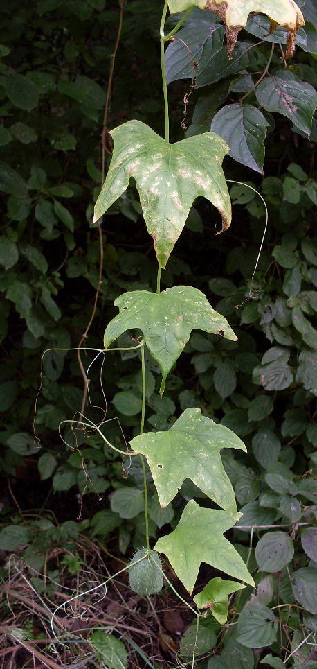 Изображение особи Echinocystis lobata.