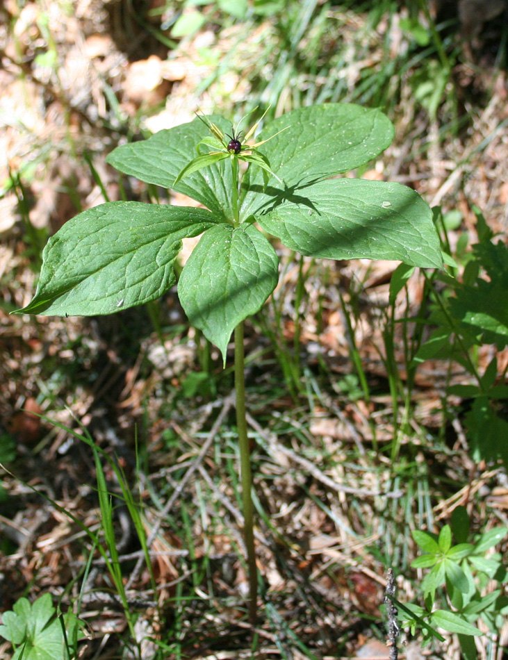 Image of Paris quadrifolia specimen.