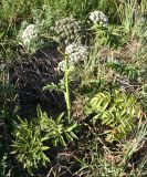 Angelica sylvestris