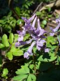 Corydalis solida. Соцветие. Ярославская обл., усадьба Карабиха. 20 апреля 2014 г.