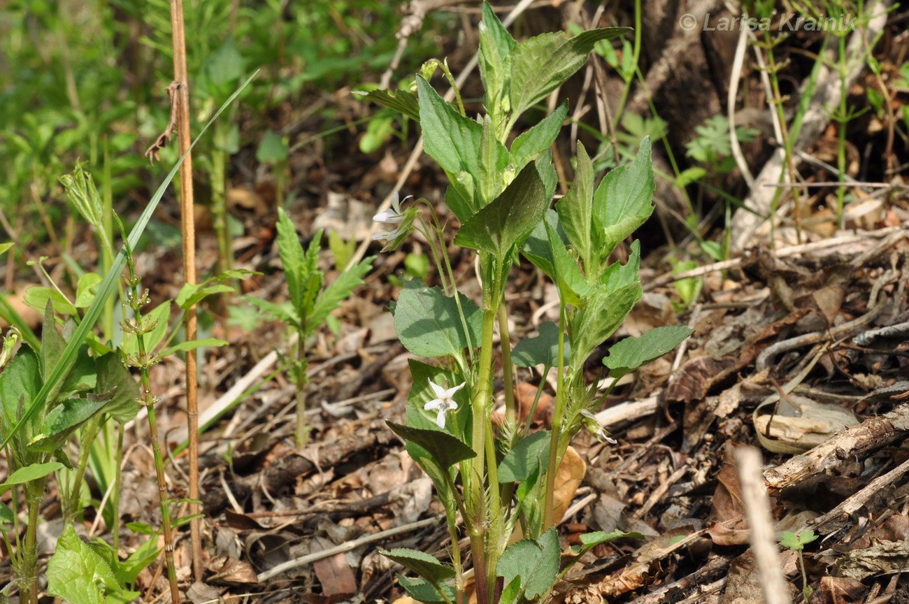 Изображение особи Viola acuminata.