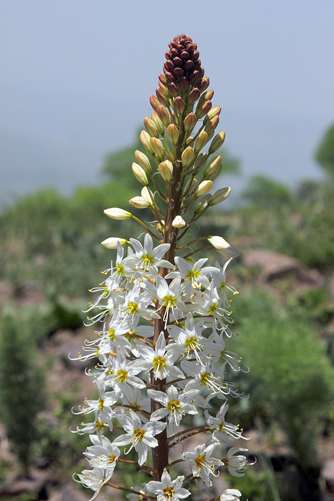 Изображение особи Eremurus lactiflorus.