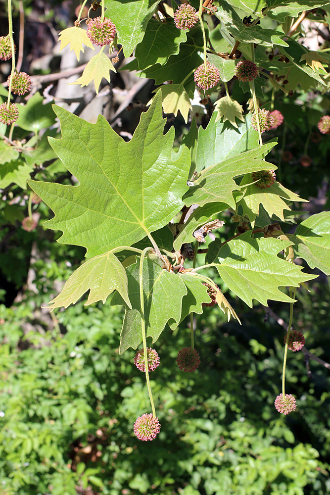 Изображение особи Platanus orientalis.