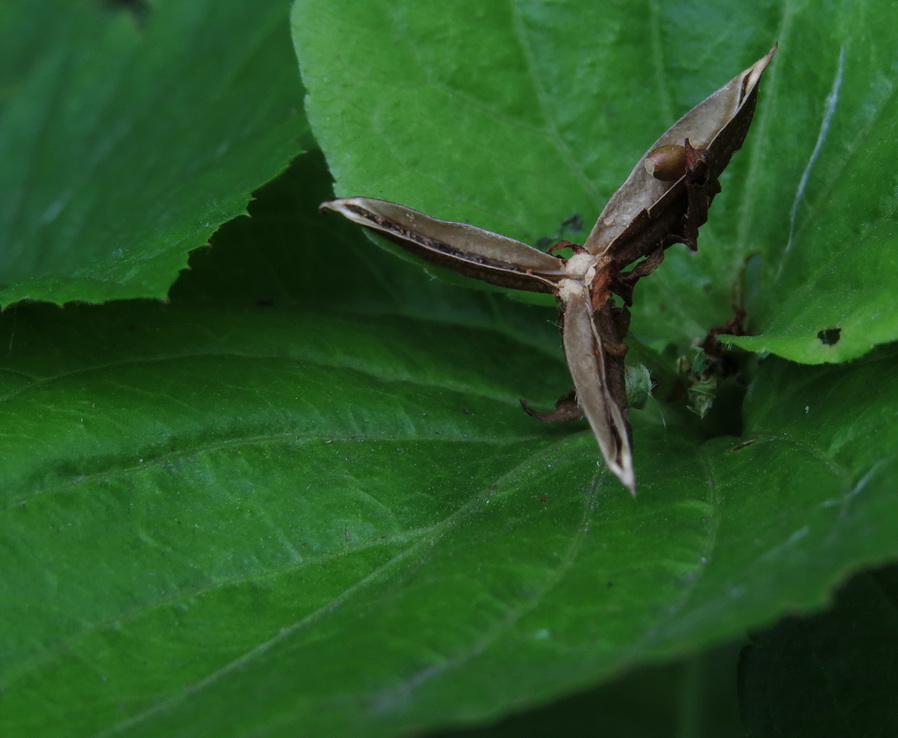 Image of Viola mirabilis specimen.