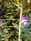 Image of taxon representative. Author is Дмитрий Куряев