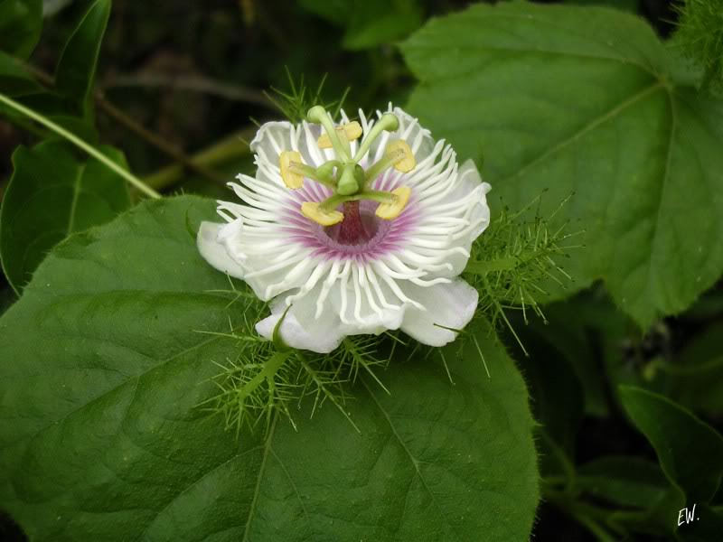 Image of Passiflora foetida specimen.