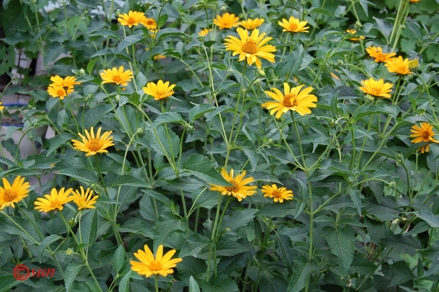 Image of Heliopsis helianthoides ssp. scabra specimen.