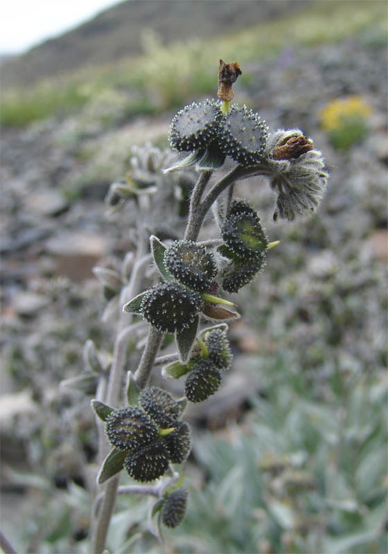 Изображение особи Cynoglossum holosericeum.