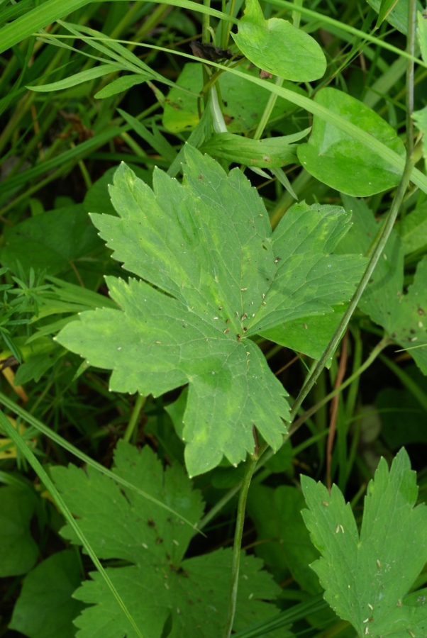 Image of Delphinium maackianum specimen.