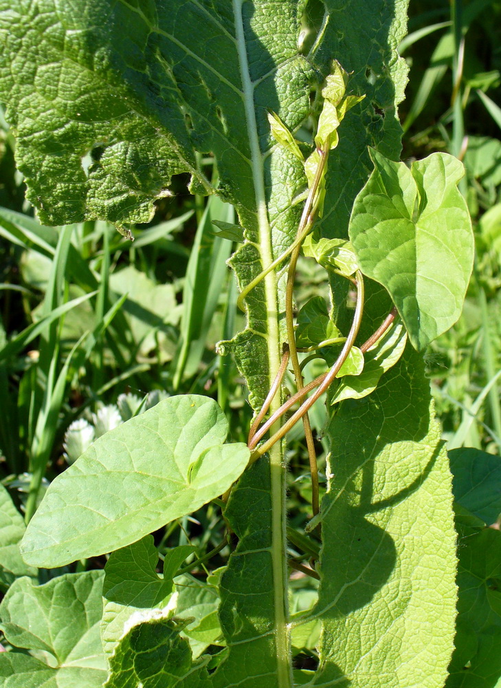 Изображение особи Calystegia sepium.