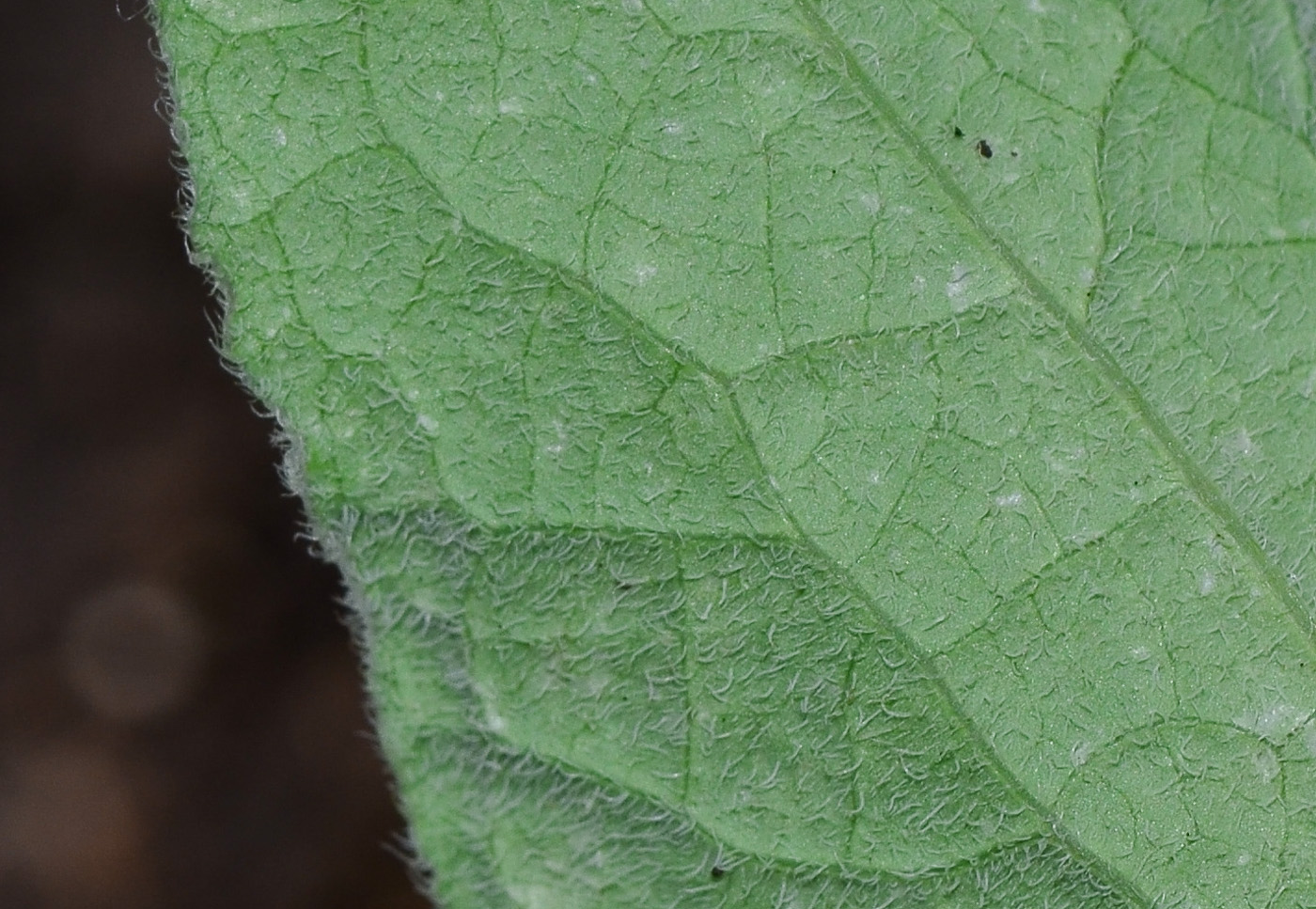 Изображение особи Aristolochia paecilantha.