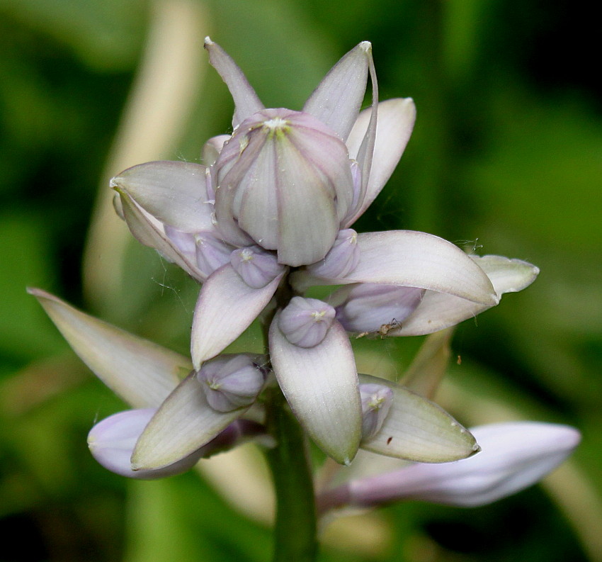 Изображение особи Hosta plantaginea.