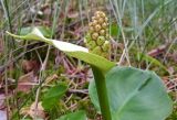 Calla palustris. Верхушка побега с соплодием. Тверская обл., Кимрский р-н, окр. дер. Ларцево, кустарничково-сфагновый сосняк. 11.07.2014.