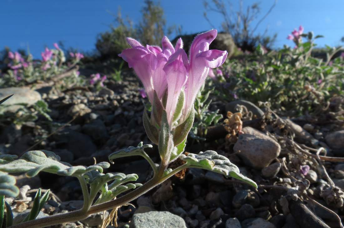 Image of Scutellaria grandiflora specimen.