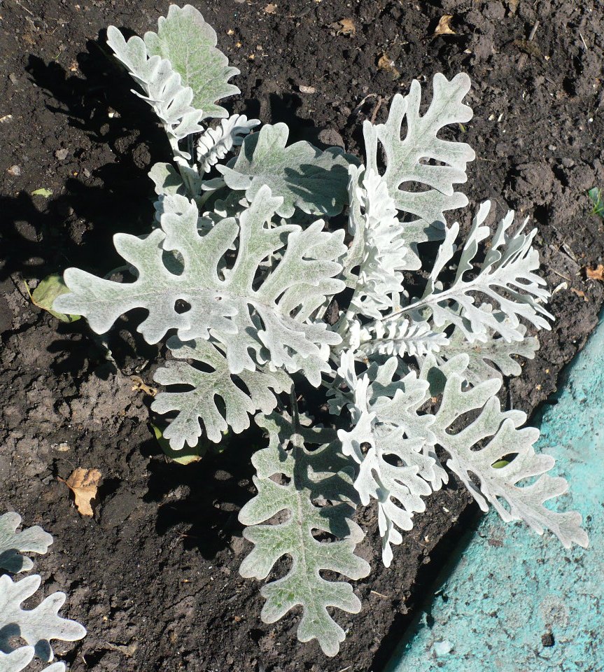 Изображение особи Senecio cineraria.