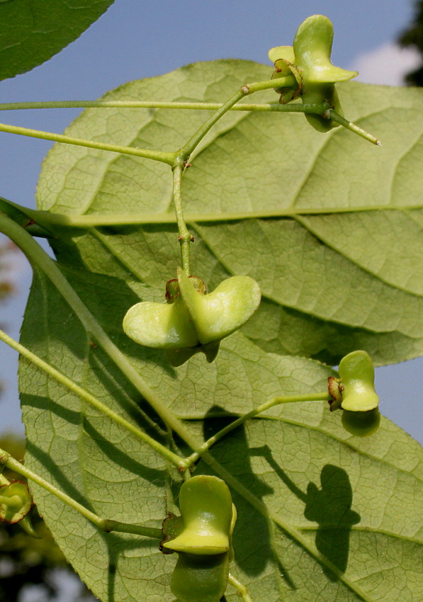 Изображение особи Euonymus sanguineus.