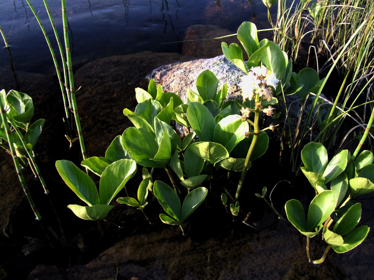 Image of Menyanthes trifoliata specimen.